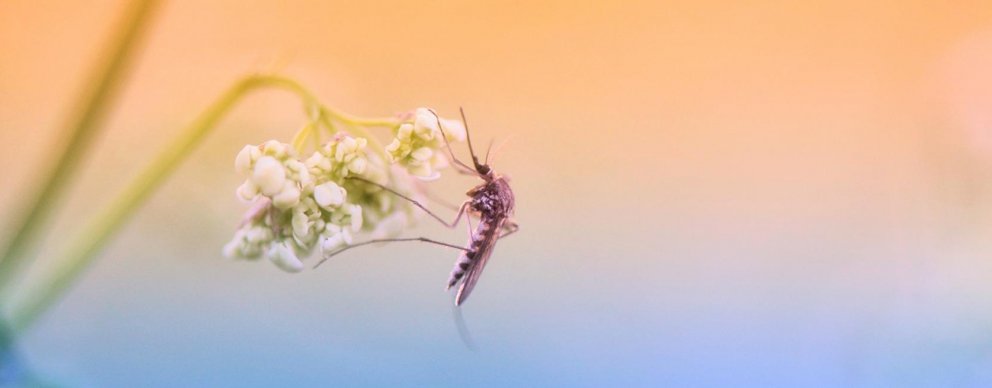 mosquito on a flower